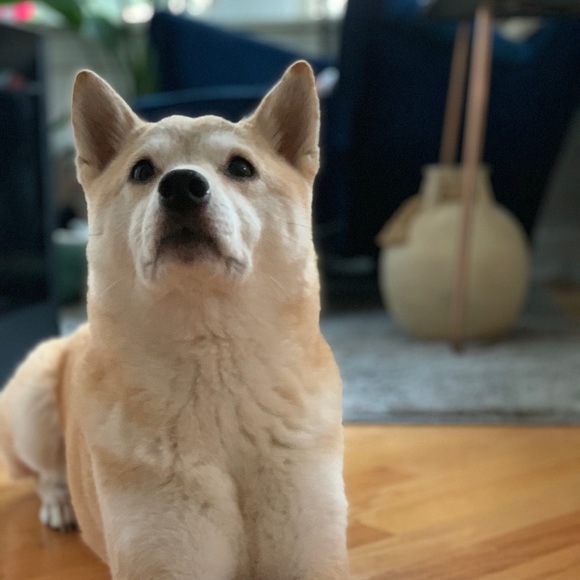 Meet your Posher, Jessica - Picture 2 of 3